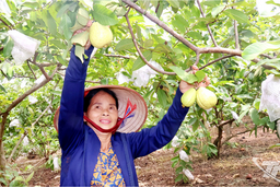 Nỗ lực xây dựng thương hiệu ổi Linh Sơn
