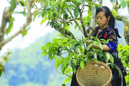 Điện Biên: Nâng tầm thương hiệu cà phê Mường Ảng, chè Shan Tủa Chùa