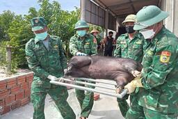 12 xã, phường ở Quảng Trị qua 21 ngày không còn dịch tả lợn châu Phi