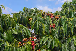 Giá cà phê hôm nay 2/11/2025: Đảo chiều giảm mạnh