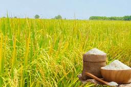 Giá lúa gạo hôm nay ngày 3/11: Gạo xuất khẩu giảm, lúa chững giá