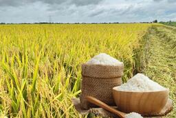 Giá lúa gạo hôm nay ngày 1/11: Gạo bình ổn, lúa tươi chững giá