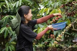 Giá cà phê hôm nay 10/11/2025: Trong nước neo cao