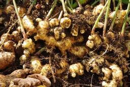 4 cách kết hợp với gừng giúp tăng cường chức năng gan, thận