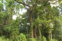 Đà Nẵng: Phát triển kinh tế xanh từ nguồn thu tín chỉ carbon