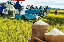 Giá lúa gạo hôm nay ngày 11/11: Gạo bình ổn, lúa tươi vững giá