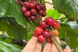 Giá cà phê hôm nay 12/11/2025: Nội địa giảm nhẹ