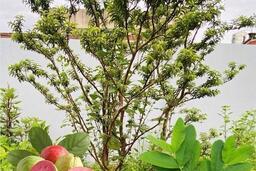 Khả năng hỗ trợ kiểm soát đường huyết, giảm axit uric của loại lá cây quen thuộc vườn nhà