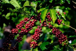 Nguồn cung thắt chặt, giá cà phê thế giới tiếp tục leo thang