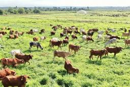 Gia Lai 'bắt tay' doanh nghiệp kiến tạo nền nông nghiệp hiện đại