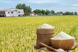 Giá lúa gạo hôm nay ngày 19/11: Thị trường trầm lắng