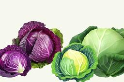 Bắp cải giàu chất xơ, hỗ trợ giảm cân nhưng không phải ai cũng nên ăn