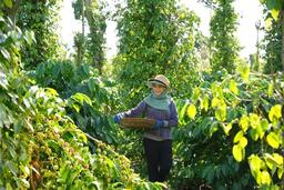 Giá cà phê giảm mạnh do áp lực nguồn cung và biến động thị trường