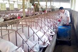 Nguồn cung giảm, giá lợn hơi dự báo tăng