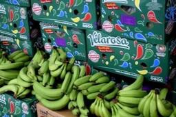 Algeria mời doanh nghiệp Việt Nam tham gia cung cấp chuối quả