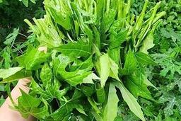 Rau mì chính bổ dưỡng nhưng ai cần hạn chế ăn
