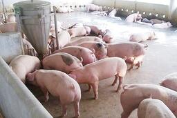 Giá heo hơi hôm nay 15/12/2015: Đi ngang