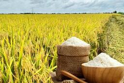 Giá lúa gạo hôm nay ngày 14/12 và tuần qua: Thị trường trầm lắng