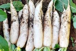 Loại củ hỗ trợ thải độc cơ thể, giảm cân nhưng cần lưu ý tác dụng phụ