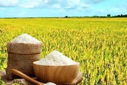 Giá lúa gạo hôm nay ngày 18/12: Gạo đi ngang, lúa chững giá