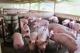 Giá heo hơi hôm nay 18/12/2025: Lập đỉnh mới - 67.000 đồng/kg