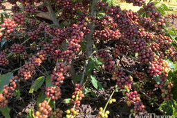 Giá cà phê thế giới giảm mạnh khi nguồn cung đầu vụ gia tăng