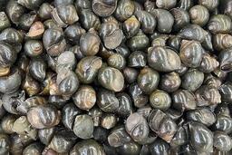 Bổ sung omega-3 từ ốc nhồi với cách chế biến đúng