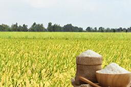 Giá lúa gạo hôm nay ngày 30/12: Giá gạo Jasmine xuất khẩu giảm 7 USD/tấn