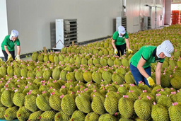 Xuất khẩu rau quả 2025 tăng tốc, kỳ vọng bứt phá 9 - 10 tỷ USD vào 2026