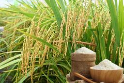 Giá lúa gạo hôm nay ngày 6/1: Gạo xuất khẩu tiếp đà tăng