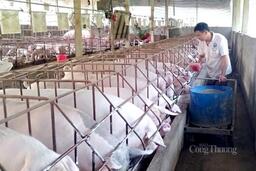 Nguồn cung phục hồi, giá heo hơi năm 2026 khó tăng mạnh