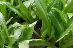 Bổ sung canxi thực vật bằng loại rau ít người biết