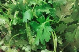 Giấc ngủ của người lao động làm ca sẽ được cải thiện bởi một loại rau gia vị