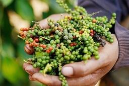 Giá tiêu hôm nay 21/1/2026: Giữ đà ổn định