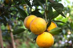 Cam Xã Đoài mất mùa, 100 nghìn đồng/quả vẫn khó mua