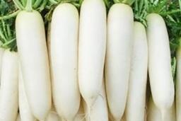 Củ cải trắng có nhiều tác dụng với người lao động làm ca đêm