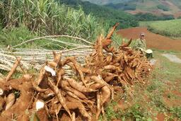 Bộ Công Thương đề xuất 'lối ra' cho xuất khẩu sắn