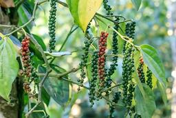 Giá nông sản 9/2/2026: Cà phê đi ngang, hồ tiêu trụ vững sau tuần giảm mạnh