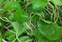 Cách thải độc cơ thể đơn giản trong dịp Tết bằng rau má