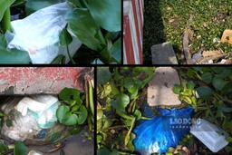 Chợ nổi Cái Răng ô nhiễm rác thải, loay hoay tìm lời giải