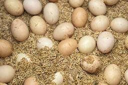 Ăn quá nhiều protein có thể gây hại cho thận