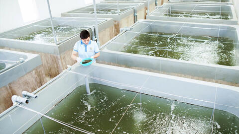 Doanh nghiệp ngành tôm chủ động thích ứng với biến động quốc tế