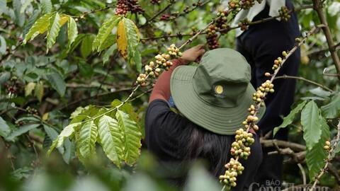 Giá cà phê hôm nay 21/3/2026: Tăng 800 - 1.000 đồng/kg