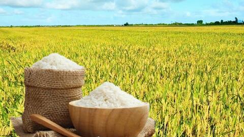 Giá lúa gạo hôm nay ngày 26/3: Gạo xuất khẩu đảo chiều tăng nhẹ