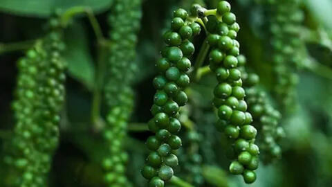 Gia vị Việt Nam mở rộng dư địa tại thị trường Thụy Điển