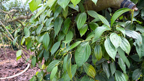 Giá tiêu hôm nay 27/3/2026: Duy trì ngưỡng 137.000 - 139.000 đồng/kg