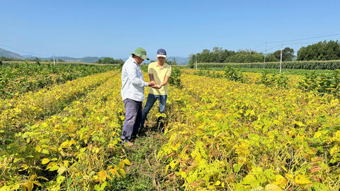 Quảng Ngãi: Trồng đậu nành theo chuỗi liên kết, nông dân khấm khá