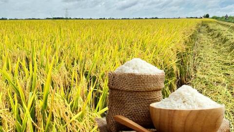 Giá lúa gạo hôm nay ngày 5/4, tuần qua: Tấm thơm giảm nhẹ