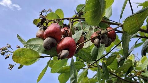 Trồng điều hữu cơ ở Đồng Nai: Chi phí thấp nhưng đầu ra thiếu ổn định