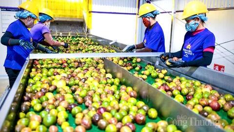 Chanh dây Gia Lai định hình chuỗi liên kết, mở rộng xuất khẩu